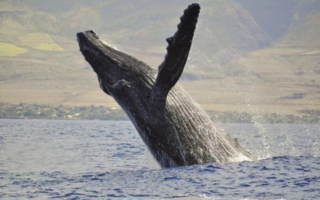 Kahana Reef 221
