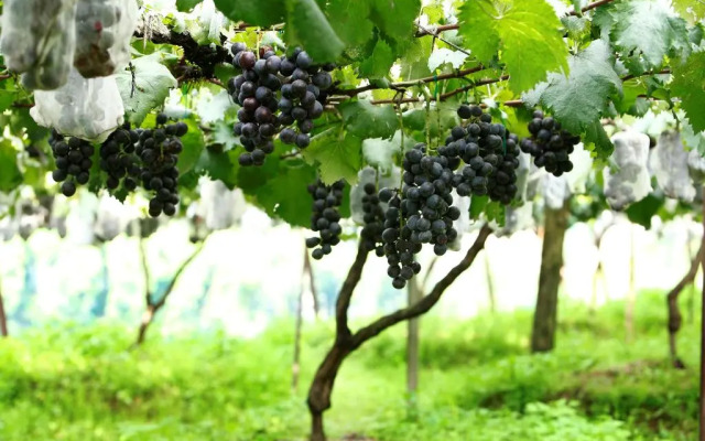 Pataleban Vineyard Resort