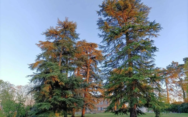 Le Jardin Des Cèdres