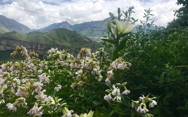 Родное гнездо