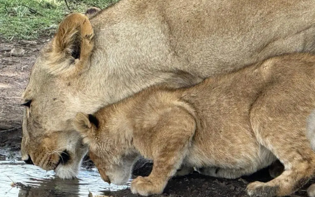 Moyoni Africa Lodge & Tours