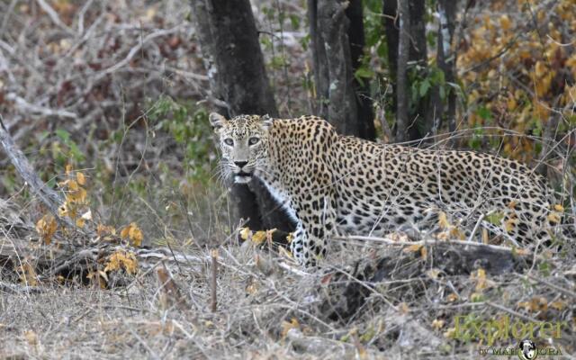 Explorer by Eco Team - Kumana National Park