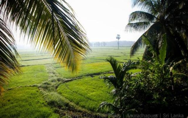 Heaven Upon Rice Fields