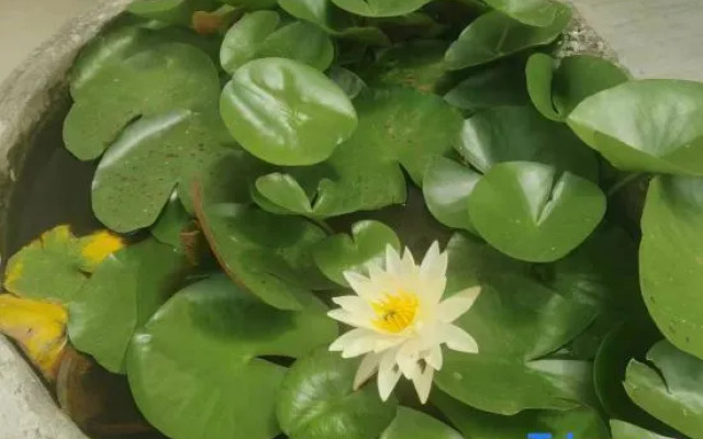 Shizhulinyoujubishushanzhuang