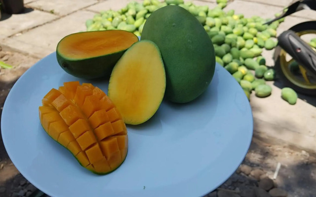 Mango Tree Inn