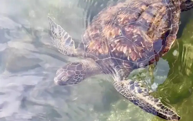 Roatan Infinity Pool & Ocean View