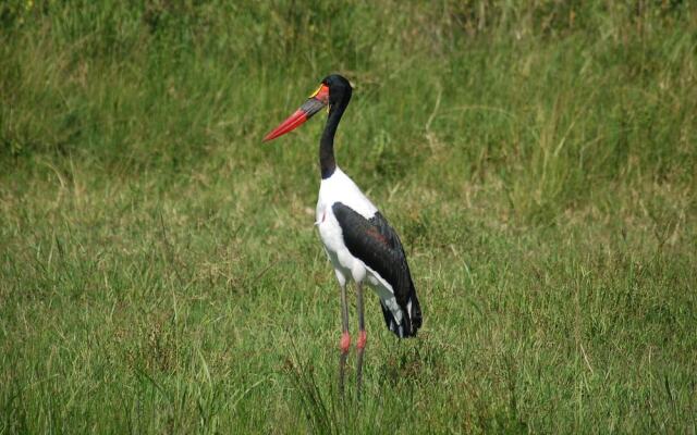 Mara Intrepids Tented Camp