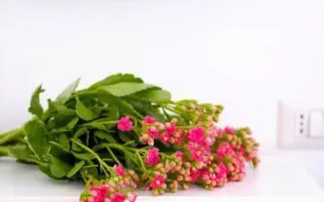 Villa Sofia Bed and Breakfast 2