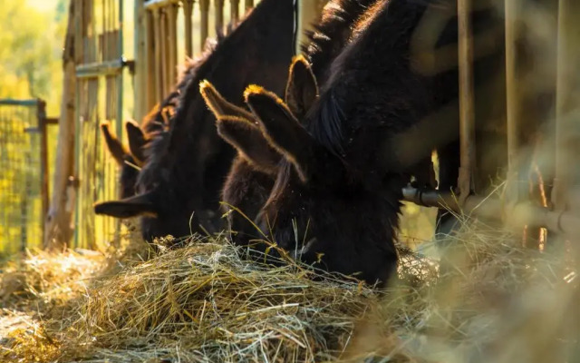 Ostello Podesteria di Gombola