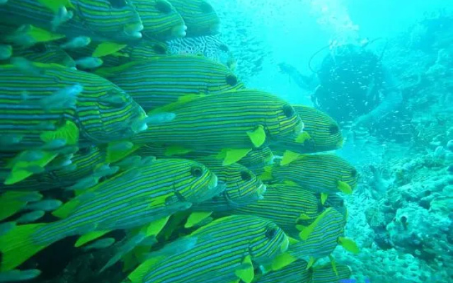 Cozzy Raja Ampat Blue Sea – Beach – Kapisawar