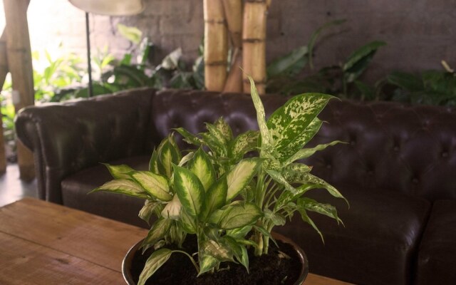 Dreamsea Surf Resort Nicaragua - Hostel