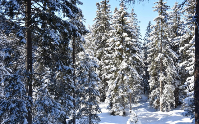 Chalet Appartement Zingerlehof Trens