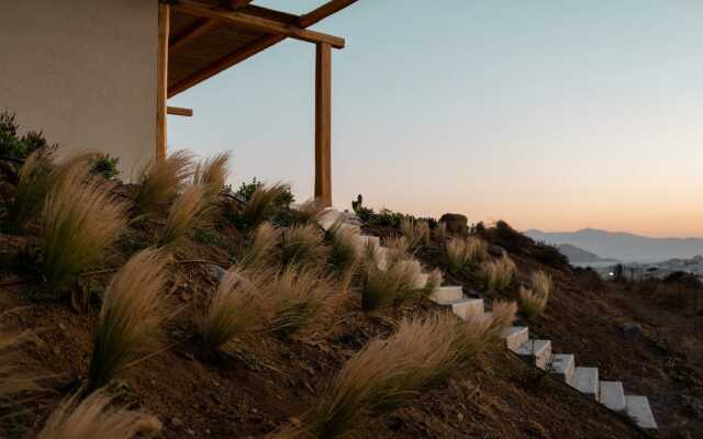 Opuntia Suites