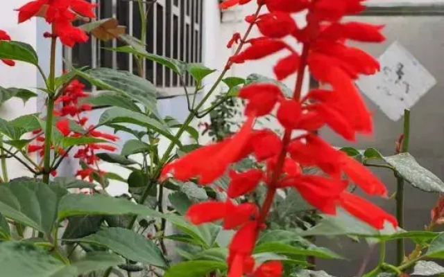 Xingxingyu Qixi Flower Garden