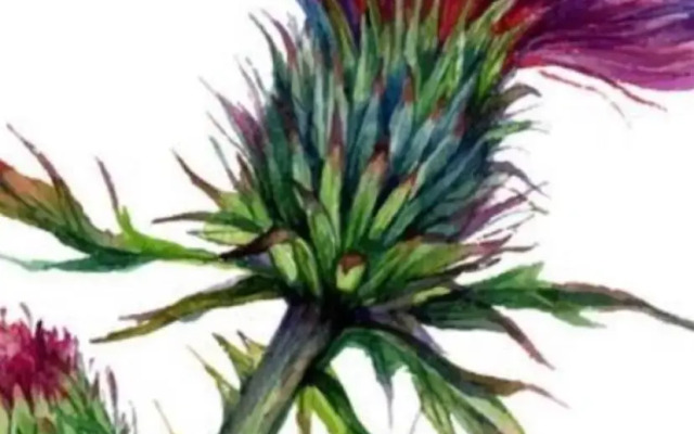 Scottish Thistle