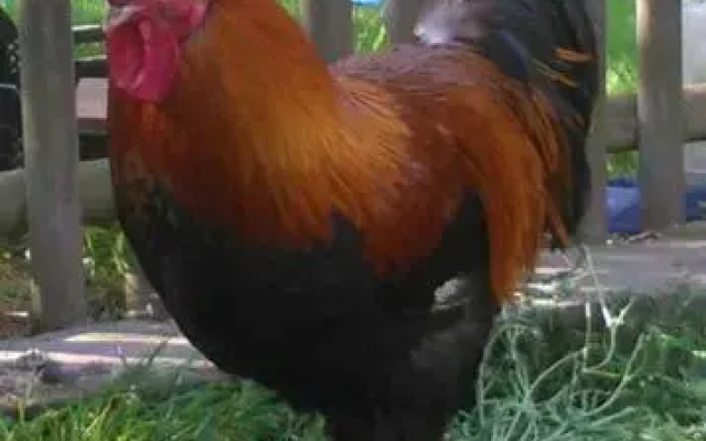 No.5 - Ferienwohnung Schkade