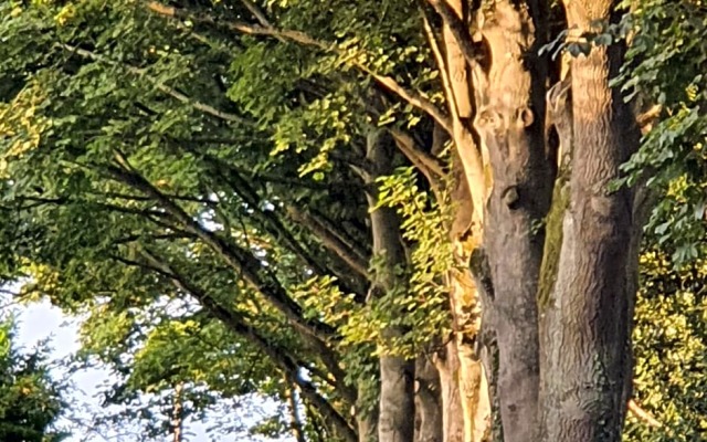 Wood Rising