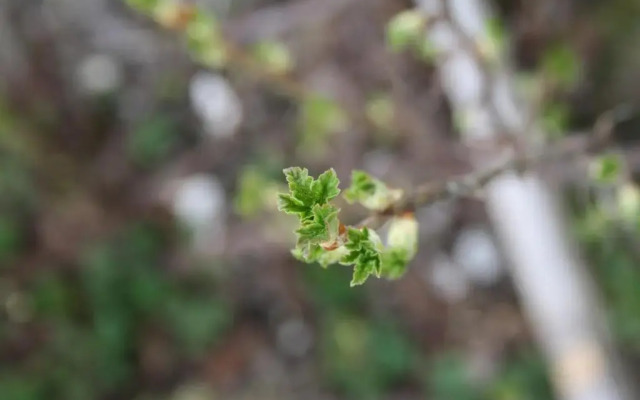 Wirtseppelerhof Apartments