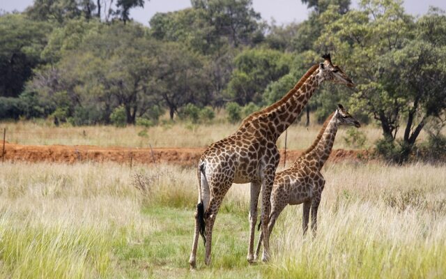 Horseback Africa - Pinto's Lodge