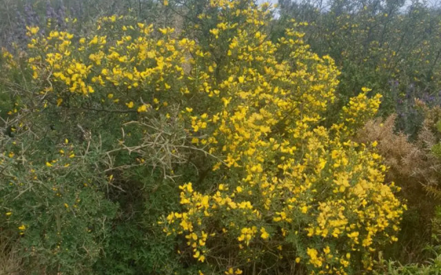 Mas Del Roumany (Adults Only)