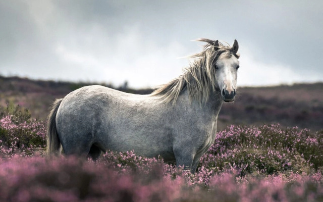 The Coach House Barn