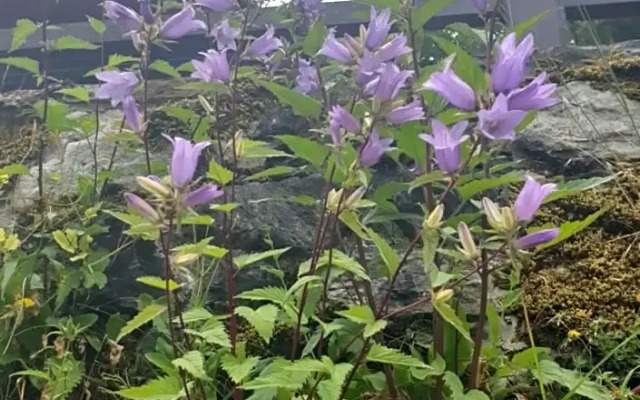 Antica casa occitana