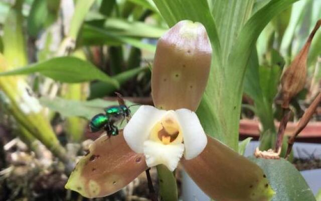 Cabañas Armonía y Jardín de Orquideas