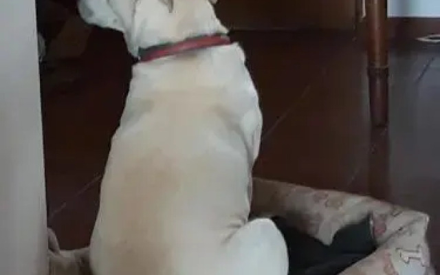 Da Franca