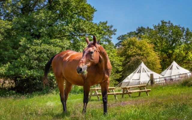 Star Gazing Bell Tent Farm Stay