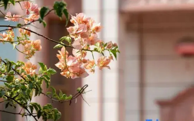 Quanzhou Tongyu Family Homestay (West Street Kaiyuan Temple)
