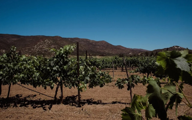 Rancho Toros Pintos