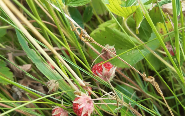 Дом в деревне Чернокуново