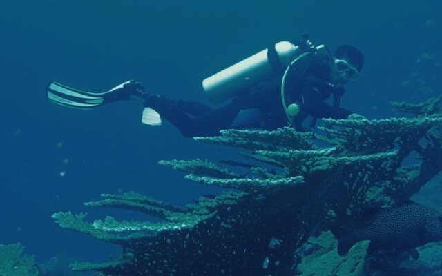 Hoga Dive Inn Wakatobi