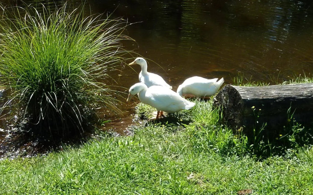 Mokoia Downs B&B