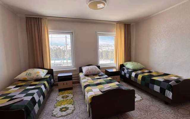 Кедр Золотой