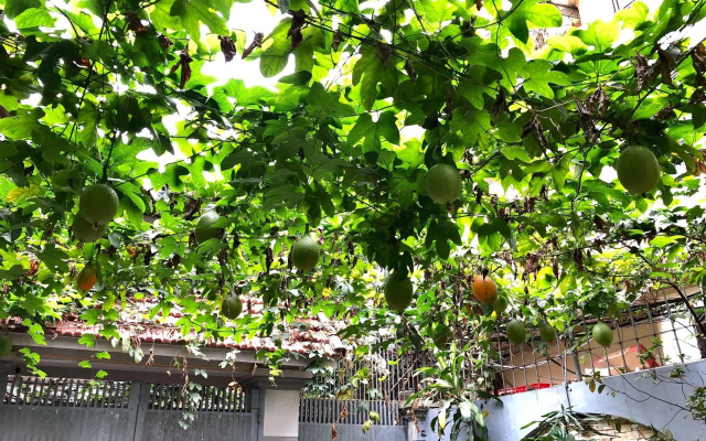 Lotus House Homestay