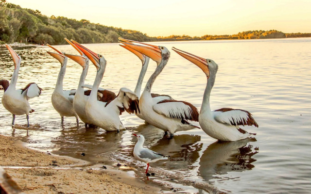 NRMA Blue Dolphin Yamba Holiday Resort