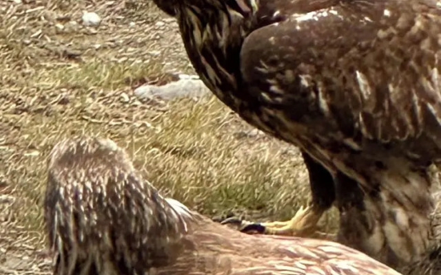 Paradise Suites Eagles Nest Apt C