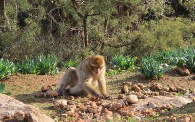 Terrasse Des Cascades