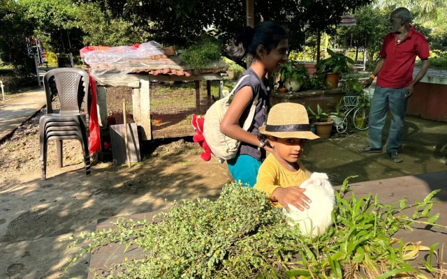 Mango Tree Farm