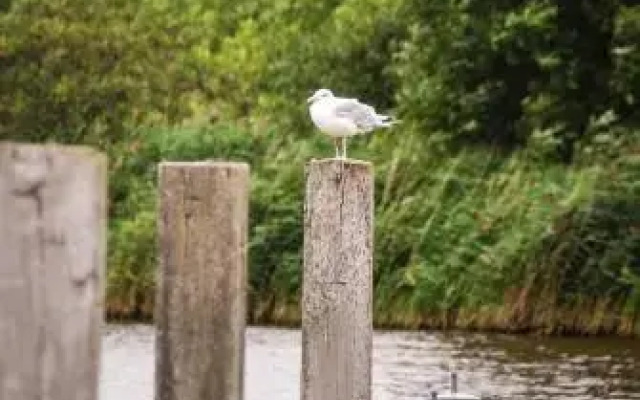 Natuurlijk Kollumeroord