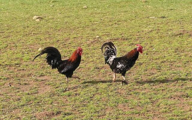 Cabane dans les Arbres - Tree House
