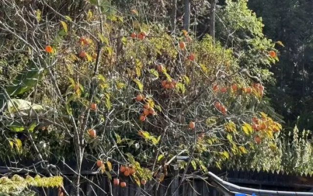 Hot Spring Forest Healing Art Homestay – Outside – Baoshan