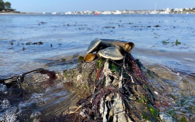 Appartement 3 chambres centre ville et 100m de la mer