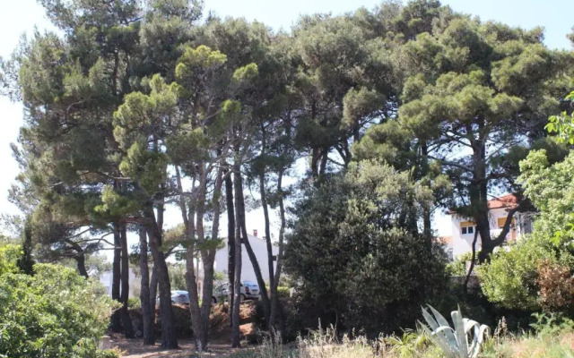 Apartments PineWood Villa