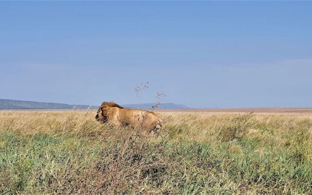 Africa Safari Serengeti Ikoma