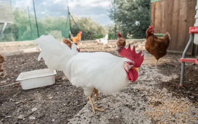 Il vecchio frantoio