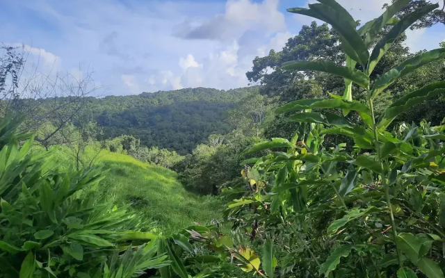 Les roses de porcelaines