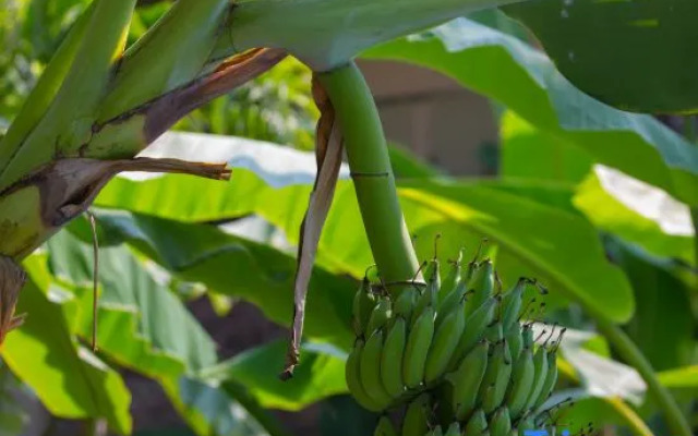 Xishuangbanna Lanzhu Villa Hotel