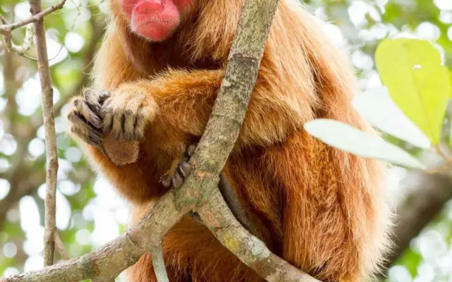 Amazon Ecopark Jungle Lodge